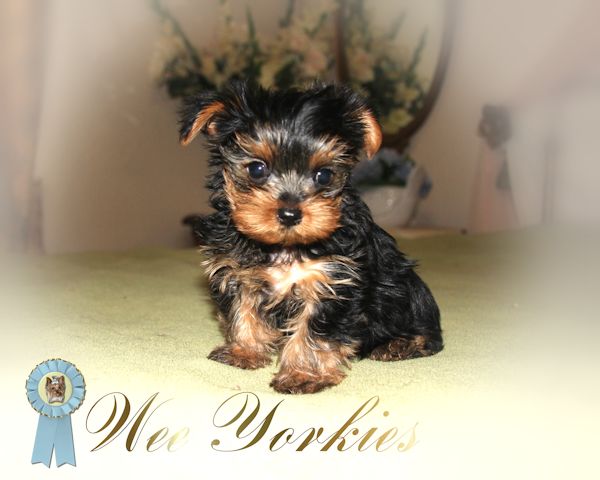 teacup yorkie puppies for sale in dallas tx